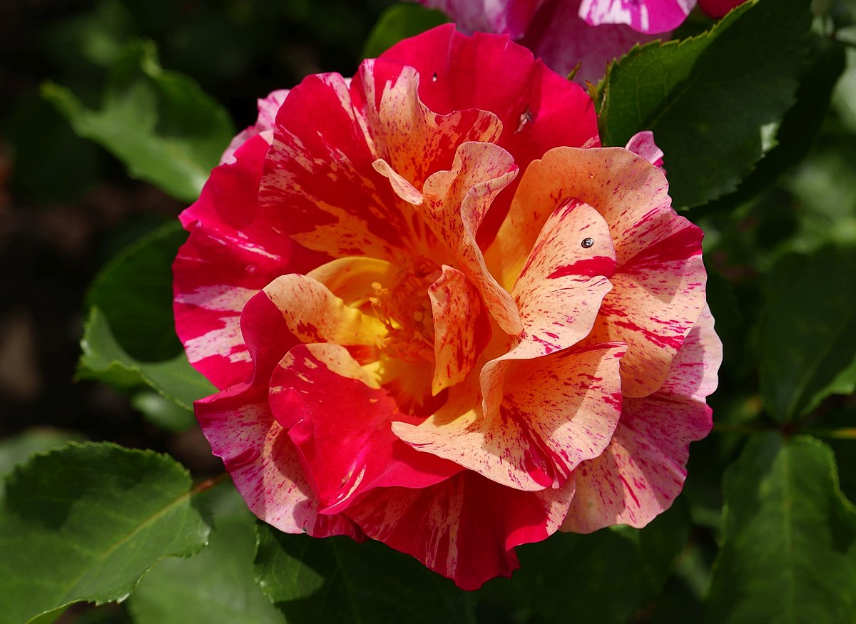 Роза Эдгар Дега