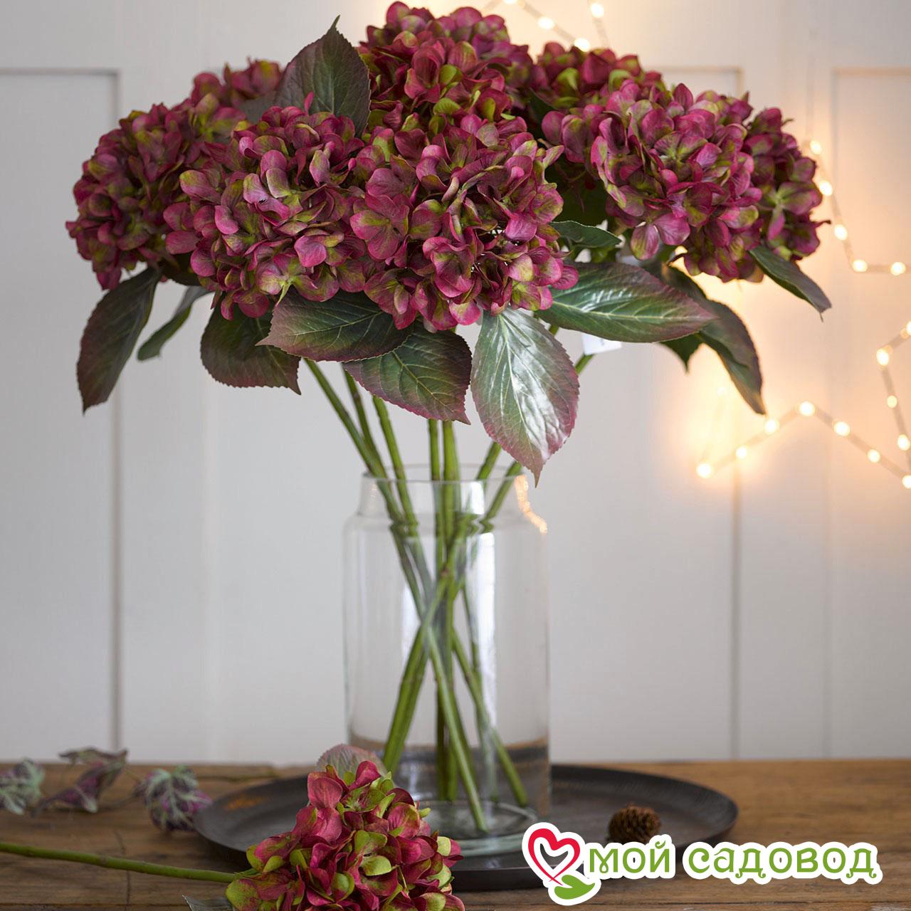 Гортензия Дуболистная Бургунди ЗКС