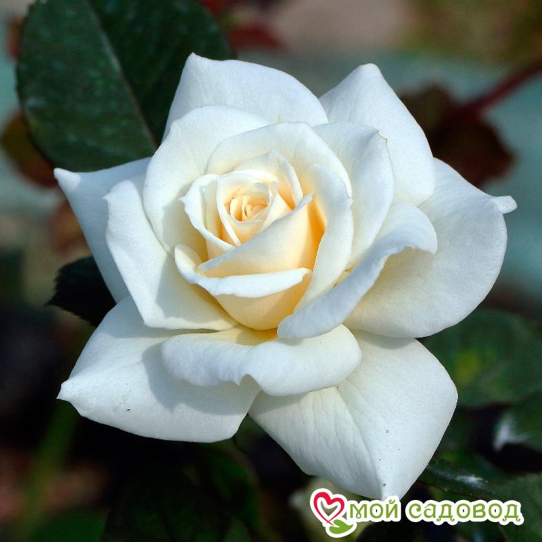 Роза Спрей белый