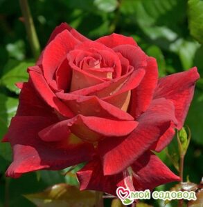 Роза чайно-гибридная Клеопатра