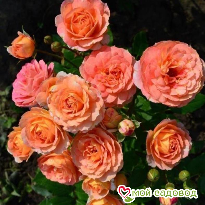 Роза Лес Потес де Бедрос