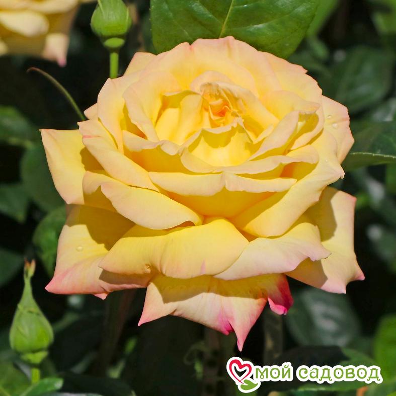 Роза Глория Дей