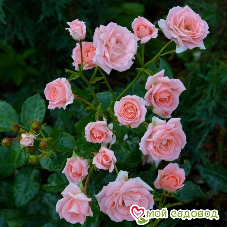 Роза спрей Лидия