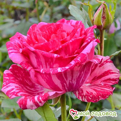 Роза Пинк Интуишн