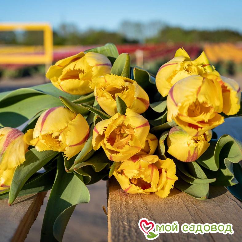 Тюльпан бахромчатый Фламенко