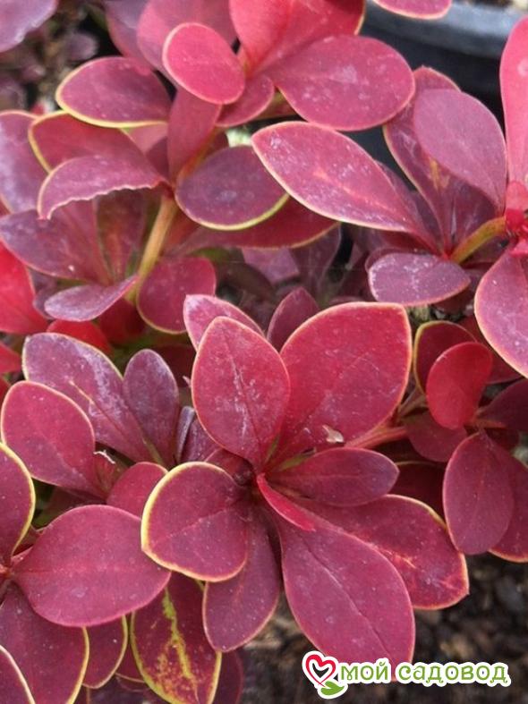 Барбарис Тунберга «Голден ринг»