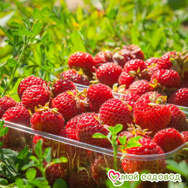 Клубника Мице Шиндлер