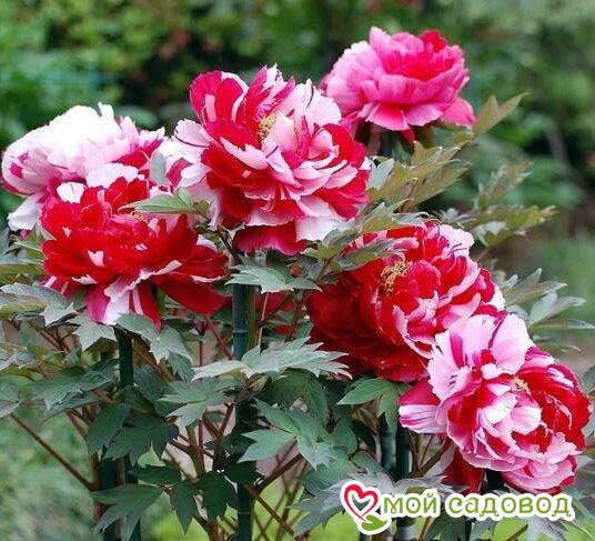 ПИОН ДРЕВОВИДНЫЙ ДВЕ СЕСТРЫ