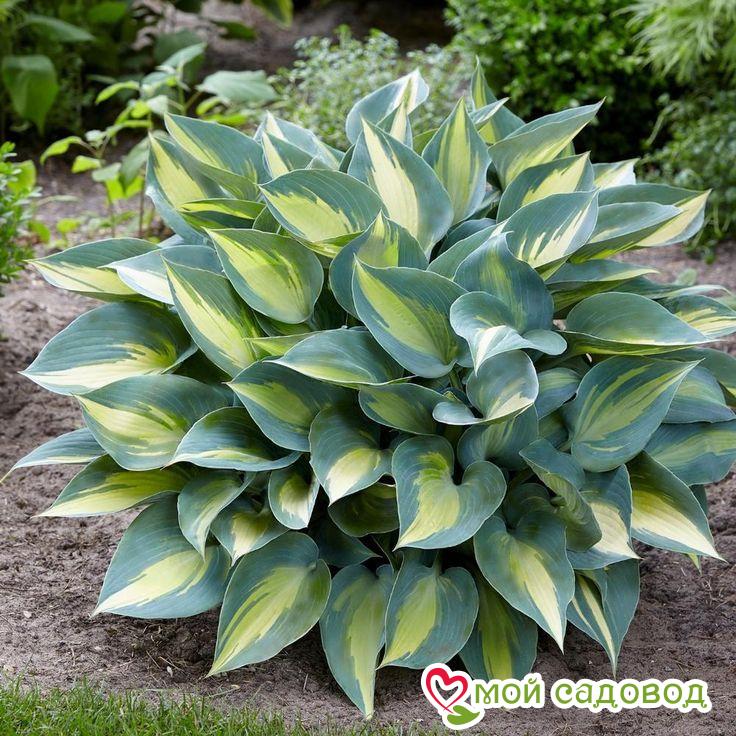 Хоста КАТЕРИНА