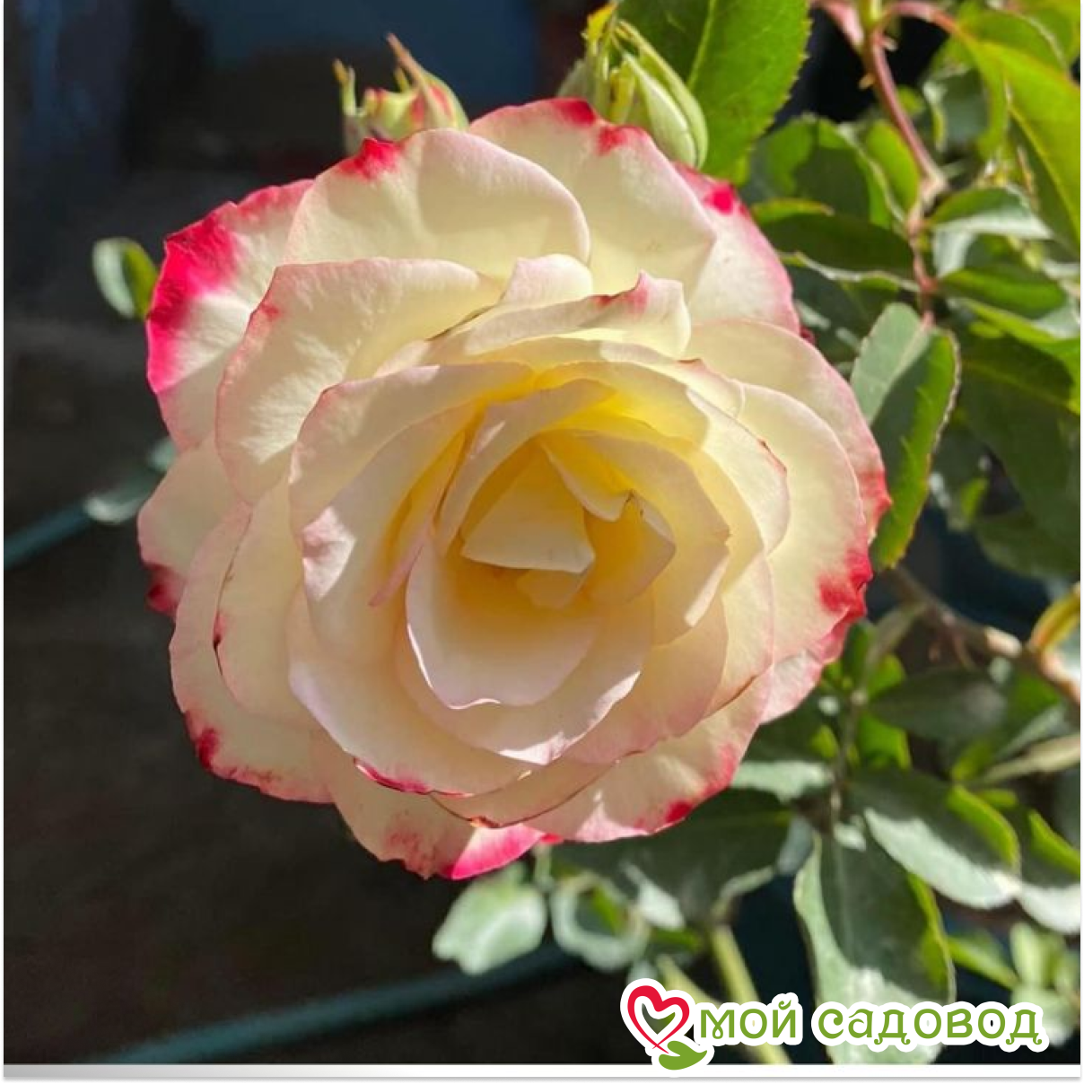 Роза флорибунда Черри парфе