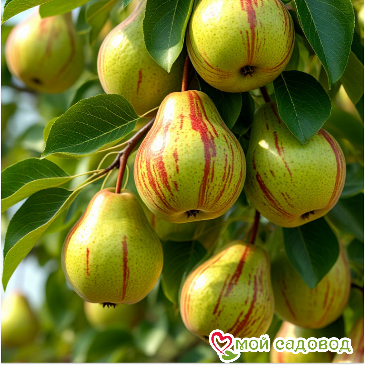 Груша Июльская